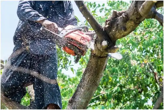 tree services West Valley City